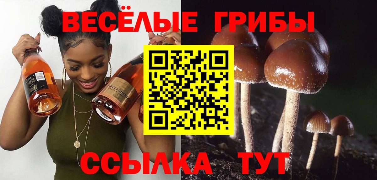 как найти закладки  Галлюциногенные грибы MAGIC MUSHROOMS  Вход с VPN  Бердск 